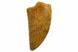 Serrated, Raptor Tooth - Real Dinosaur Tooth #135168-1